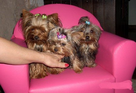 O trio mais fofo do canil!